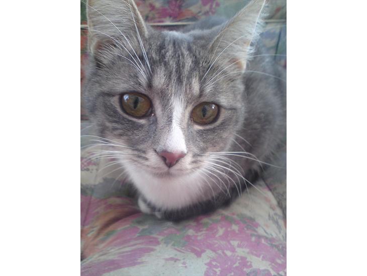 Huskat Diva (Himmelkat) billede 1