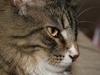 Norsk Skovkat DK Dreaming Stars Amazing Duchess