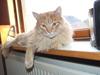 Maine Coon Sylvester