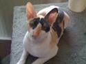 Cornish Rex Fogedegaarden's Bibi