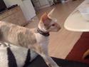 Cornish Rex Fogedegaarden's Afrodite
