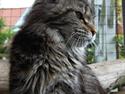 Maine Coon It's Me