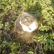 Blanding af racer Floffi