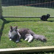 Blanding af racer Floffi