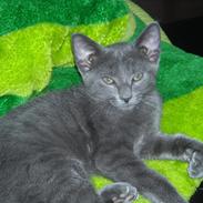 Blanding af racer Lord Voldemort