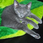 Blanding af racer Lord Voldemort