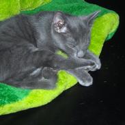 Blanding af racer Lord Voldemort