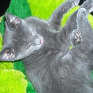 Blanding af racer Lord Voldemort