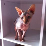 Sphynx Missy