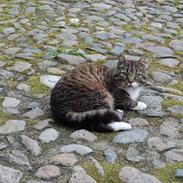 Blanding af racer maximillian