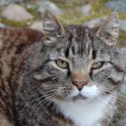 Blanding af racer maximillian