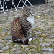 Blanding af racer maximillian