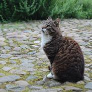 Blanding af racer maximillian