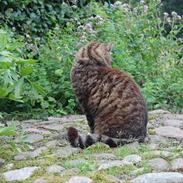 Blanding af racer maximillian