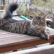 Blanding af racer Wilma