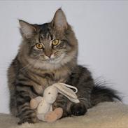 Blanding af racer Wilma