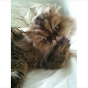 Perser Maria / kaldet Emma