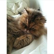 Perser Maria / kaldet Emma