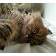 Perser Maria / kaldet Emma