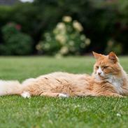 Blanding af racer Sofus