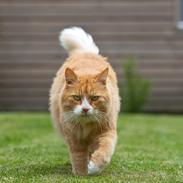 Blanding af racer Sofus