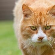 Blanding af racer Sofus