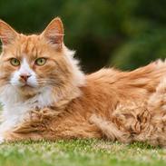 Blanding af racer Sofus