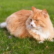 Blanding af racer Sofus