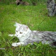 Maine Coon DK Agerskov's Bailey (Malou)