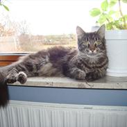 Maine Coon sikka