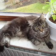 Maine Coon sikka