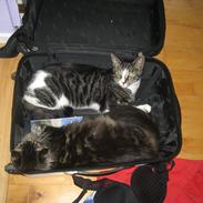 Maine Coon sikka