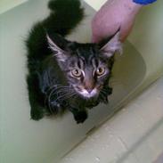 Maine Coon sikka