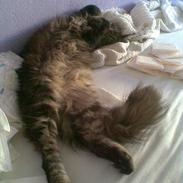 Maine Coon sikka