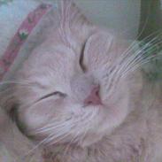 Huskat Simbi<3