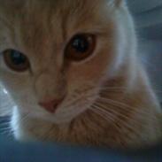 Huskat Simbi<3