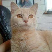 Huskat Simbi<3