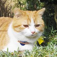 Blanding af racer Luffe