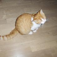 Blanding af racer Luffe