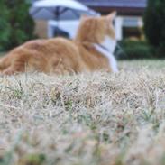 Blanding af racer Luffe