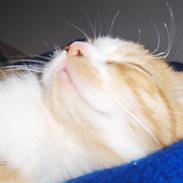 Blanding af racer Luffe