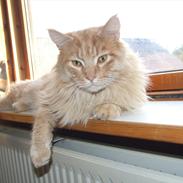 Maine Coon Sylvester