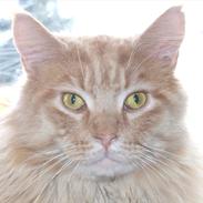 Maine Coon Sylvester