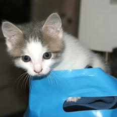 Huskat Cup Cake