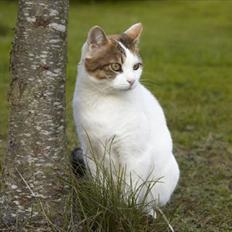 Blanding af racer Tulle