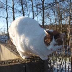 Blanding af racer Tulle