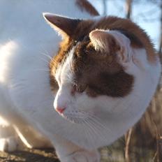 Blanding af racer Tulle