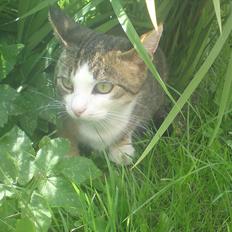 Huskat Belle (Himmelkat)