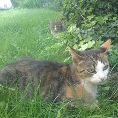 Huskat Belle (Himmelkat)