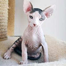 Sphynx Phil collins